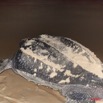 011 WINGOMBE Tortue Luth Le Retour a la Mer 9E5K2IMG_56749wtmk.jpg