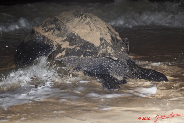 012 WINGOMBE Tortue Luth Le Retour a la Mer 9E5K2IMG_56750wtmk.jpg