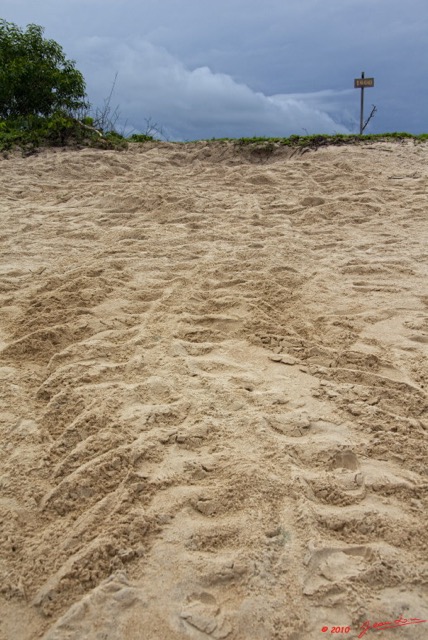 014 WINGOMBE Tortue Luth Les Traces au Matin 9E5K2IMG_56760wtmk.jpg