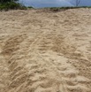 014 WINGOMBE Tortue Luth Les Traces au Matin 9E5K2IMG_56760wtmk.jpg