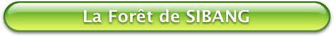 Bouton Vert Foret de SIBANG 470x52