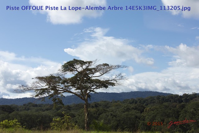069 Piste OFFOUE Piste La Lope-Alembe Arbre 14E5K3IMG_113205wtmk.JPG