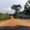 097 Piste Alembe-Offoue 04 Vegetation et Arbre 20E5M3IMG_200107153298_DxOwtmk 150k.jpg