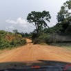 097 Piste Alembe-Offoue 04 Vegetation et Arbre 20E5M3IMG_200107153298_DxOwtmk 150k.jpg