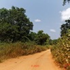 105 Piste Alembe-Offoue 04 Laterite et Vegetation 20E5M3IMG_200107153318_DxOwtmk 150k.jpg