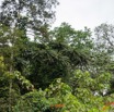 138 Piste Offoue-Alembe 05 Arbre 125 Magnoliopsida Sapindales Rutaceae Zanthoxylum sp 20E5M3IMG_200122154121_DxOwtmk 150k.jpg