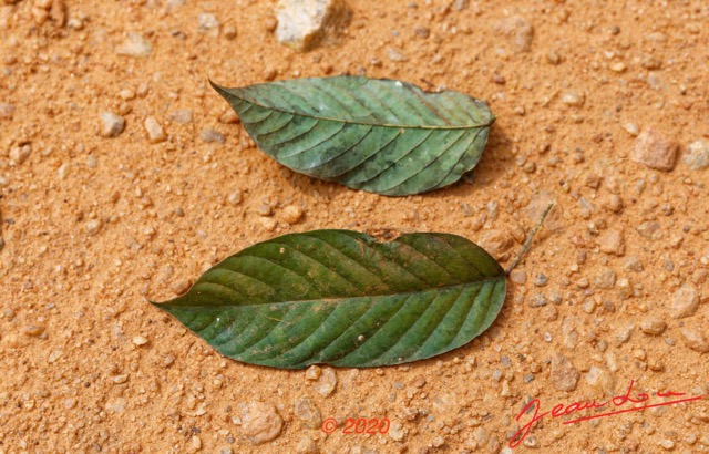 167 Piste Offoue-Alembe 05 Arbre 127 Magnoliopsida Rosidae Fabales Fabaceae Wenge Milletia laurentii Possible 20E5M3IMG_200122154214_DxOwtmk 150k.jpg