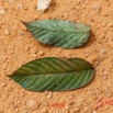 167 Piste Offoue-Alembe 05 Arbre 127 Magnoliopsida Rosidae Fabales Fabaceae Wenge Milletia laurentii Possible 20E5M3IMG_200122154214_DxOwtmk 150k.jpg