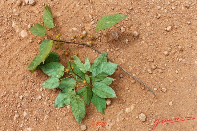 170 Piste Offoue-Alembe 05 Arbre 128 Rosida Fabida Malpighiales Achariaceae Oncoba dentata 20E5M3IMG_200122154223_DxOwtmk 150k.jpg