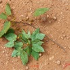 170 Piste Offoue-Alembe 05 Arbre 128 Rosida Fabida Malpighiales Achariaceae Oncoba dentata 20E5M3IMG_200122154223_DxOwtmk 150k.jpg