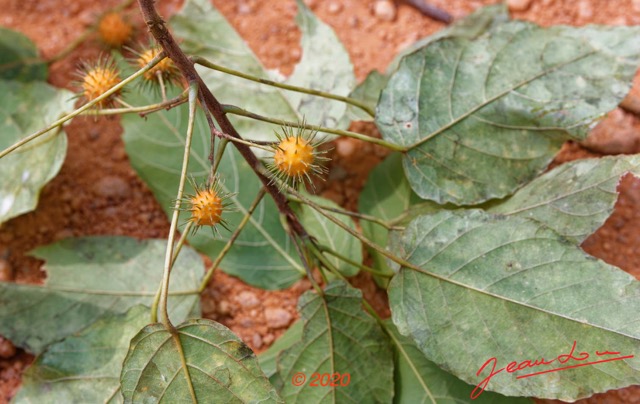 171 Piste Offoue-Alembe 05 Arbre 128 Rosida Fabida Malpighiales Achariaceae Oncoba dentata 20E5M3IMG_200122154224_DxOwtmk 150k.jpg