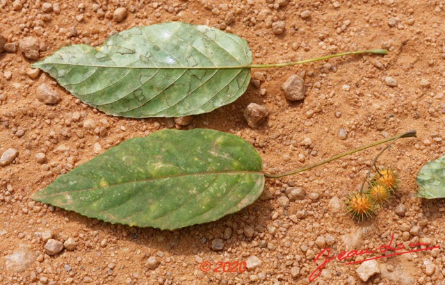 172 Piste Offoue-Alembe 05 Arbre 128 Rosida Fabida Malpighiales Achariaceae Oncoba dentata 20E5M3IMG_200122154227_DxOwtmk 150k.jpg