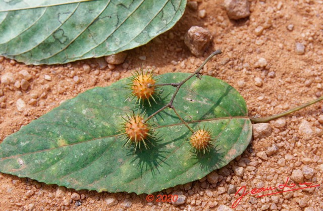 173 Piste Offoue-Alembe 05 Arbre 128 Rosida Fabida Malpighiales Achariaceae Oncoba dentata 20E5M3IMG_200122154230_DxOwtmk 150k.jpg