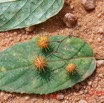 173 Piste Offoue-Alembe 05 Arbre 128 Rosida Fabida Malpighiales Achariaceae Oncoba dentata 20E5M3IMG_200122154230_DxOwtmk 150k.jpg