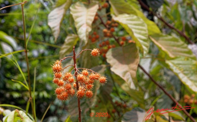 175 Piste Offoue-Alembe 05 Arbre 128 Rosida Fabida Malpighiales Achariaceae Oncoba dentata 20E5M3IMG_200122154233_DxOwtmk 150k.jpg