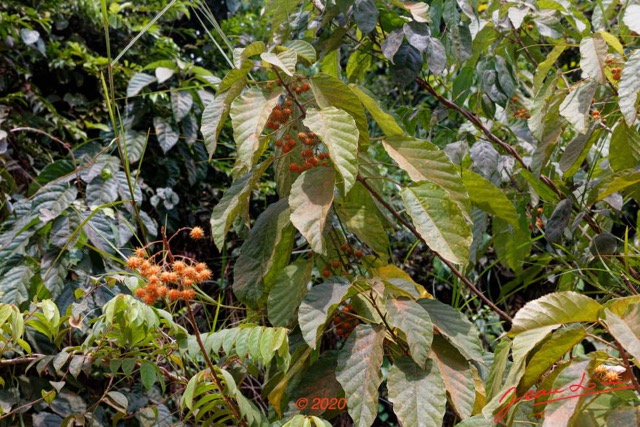 177 Piste Offoue-Alembe 05 Arbre 128 Rosida Fabida Malpighiales Achariaceae Oncoba dentata 20E5M3IMG_200122154236_DxOwtmk 150k.jpg