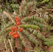 193 Piste Offoue-Alembe 05 Plante 114 Magnoliopsida Oxalidales Connaraceae Cnestis sp 20E5M3IMG_200122154281_DxOwtmk 150k.jpg