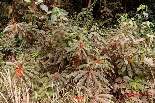 194 Piste Offoue-Alembe 05 Plante 114 Magnoliopsida Oxalidales Connaraceae Cnestis sp 20E5M3IMG_200122154288_DxOwtmk 150k.jpg