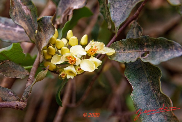 203 Piste Offoue-Alembe 05 Arbuste 129 Rosida Fabida Malpighiales Malpighiaceae Acridocarpus longifolius Possible 20E5M3IMG_200122154308_DxOwtmk 150k.jpg