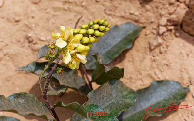 204 Piste Offoue-Alembe 05 Arbuste 129 Rosida Fabida Malpighiales Malpighiaceae Acridocarpus longifolius Possible 20E5M3IMG_200122154313_DxOwtmk 150k.jpg