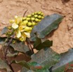 204 Piste Offoue-Alembe 05 Arbuste 129 Rosida Fabida Malpighiales Malpighiaceae Acridocarpus longifolius Possible 20E5M3IMG_200122154313_DxOwtmk 150k.jpg