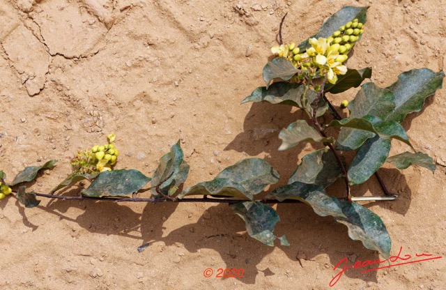 206 Piste Offoue-Alembe 05 Arbuste 129 Rosida Fabida Malpighiales Malpighiaceae Acridocarpus longifolius Possible 20E5M3IMG_200122154318_DxOwtmk 150k.jpg