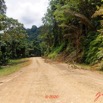 246 Piste Offoue-Alembe 05 Vegetation et Laterite avec Arbres Deracines 20E5M3IMG_200122154452_DxOwtmk 150k.jpg