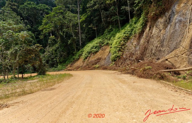 247 Piste Offoue-Alembe 05 Vegetation et Laterite avec Arbres Deracines 20E5M3IMG_200122154455_DxOwtmk 150k.jpg