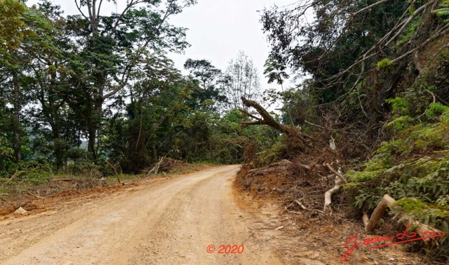 248 Piste Offoue-Alembe 05 Vegetation et Laterite avec Arbres Deracines 20E5M3IMG_200122154458_DxOwtmk 150k.jpg