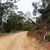 248 Piste Offoue-Alembe 05 Vegetation et Laterite avec Arbres Deracines 20E5M3IMG_200122154458_DxOwtmk 150k.jpg