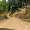 249 Piste Offoue-Alembe 05 Vegetation et Laterite avec Arbres Deracines 20E5M3IMG_200122154464_DxOwtmk 150k.jpg