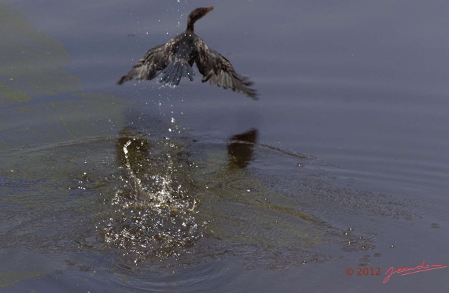 004 Ikei Makokou Koumameyong Oiseau Cormoran Africain Phalacrocorax africanus 12E5K2IMG_75781wtmk.jpg