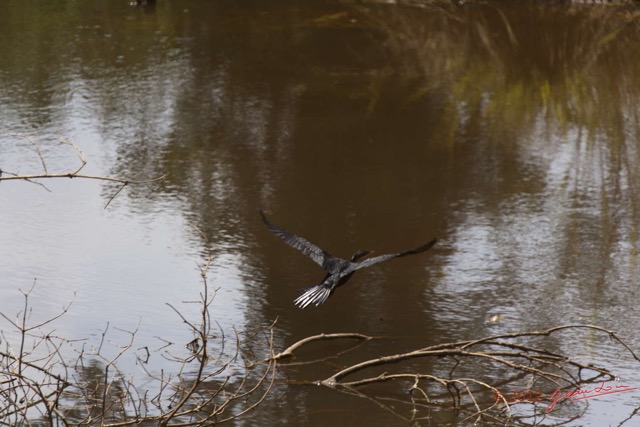 005 Ikei Makokou Koumameyong Oiseau Cormoran Africain Phalacrocorax africanus 12E5K2IMG_75782wtmk.jpg