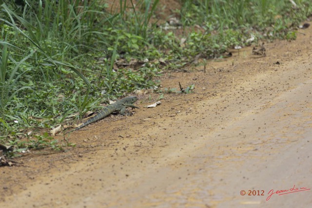 015 IKEI Reptile Varan Varanus sp 12E5K2IMG_74988wtmk.jpg