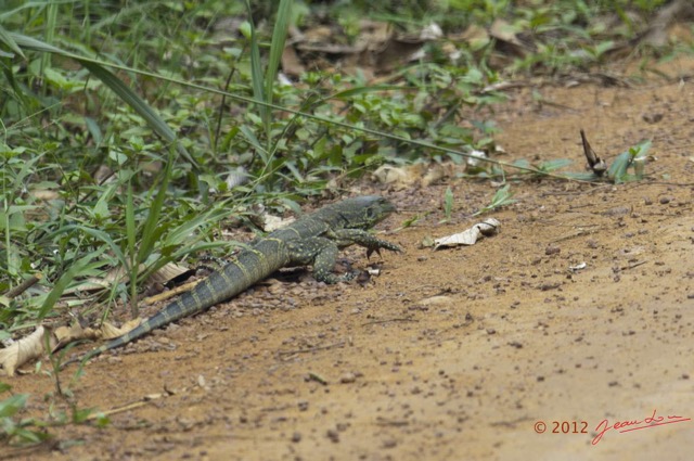 016 IKEI Reptile Varan Varanus sp 12E5K2IMG_74988awtmk.jpg