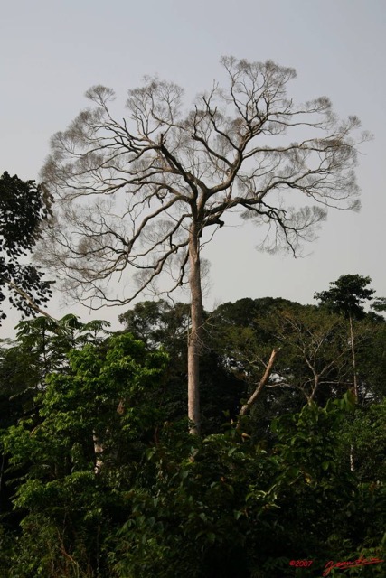 005 KONGOU 1 Piste Makokou-Okondja Arbre IMG_2513awtmk.JPG