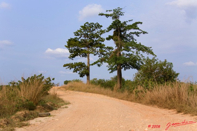 023 GABON Piste et Arbres vers La LOPE 8EIMG_23671wtmk.jpg