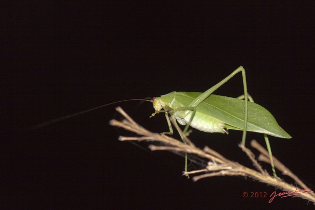022 BOOUE Insecte Orthoptere Sauterelle 12E50IMG_32779wtmk.jpg