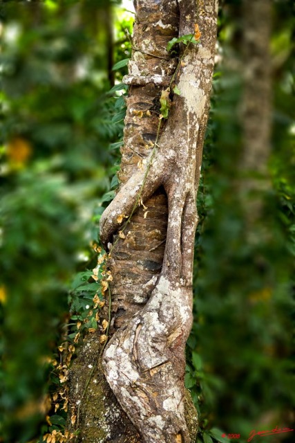 004 LAMBARENE Hop Schweitzer Arbre et Ficus Parasite 8EIMG_23612wtmk.jpg