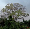 010 LAMBARENE Arbre 9E5K2IMG_51979wtmk.jpg