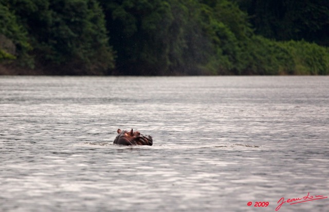 022 LAMBARENE Hippopotame 9E5K2IMG_52106wtmk.jpg