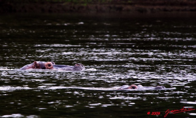 024 LAMBARENE Hippopotame 9E5K2IMG_52115wtmk.jpg