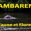 033 Titre Photos Lambarene Faune et Flore.jpg