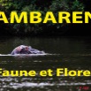 033 Titre Photos Lambarene Faune et Flore.jpg