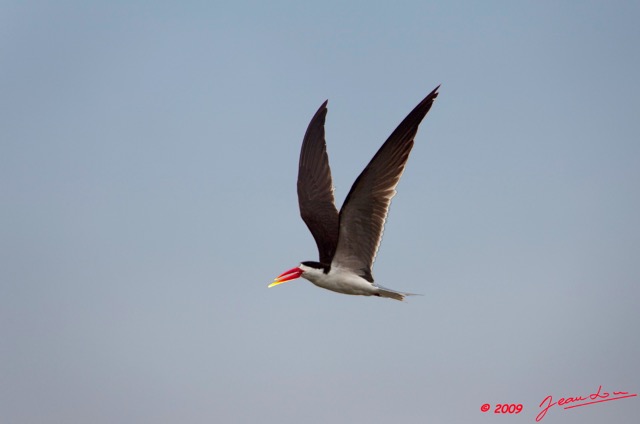 038 LAMBARENE Oiseau en Vol 9E5K2IMG_52074wtmk.jpg