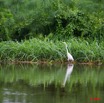 005 LAMBARENE Lac Azingo Aigrette 8E5IMG_27607wtmk.jpg