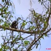 019 LAMBARENE Lac Azingo Arbre avec Singe Cercopithecus Cephus 8E5IMG_27799wtmk.jpg