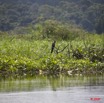 045 LAMBARENE Lac Azingo Oiseau Anhinga Rufa 8E5IMG_27635bwtmk.jpg