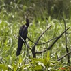 046 LAMBARENE Lac Azingo Oiseau Anhinga Rufa 8E5IMG_27635abwtmk.jpg