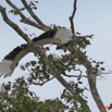 047 LAMBARENE Lac Azingo Oiseau Palmiste Africain en Vol 8E5IMG_27808awtmk.jpg